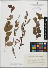 Foto von Salix livida Wahlenb.